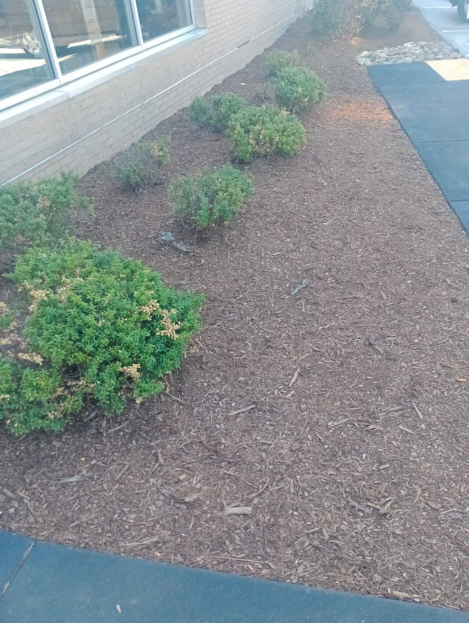 Alvarado Landscaping Image
